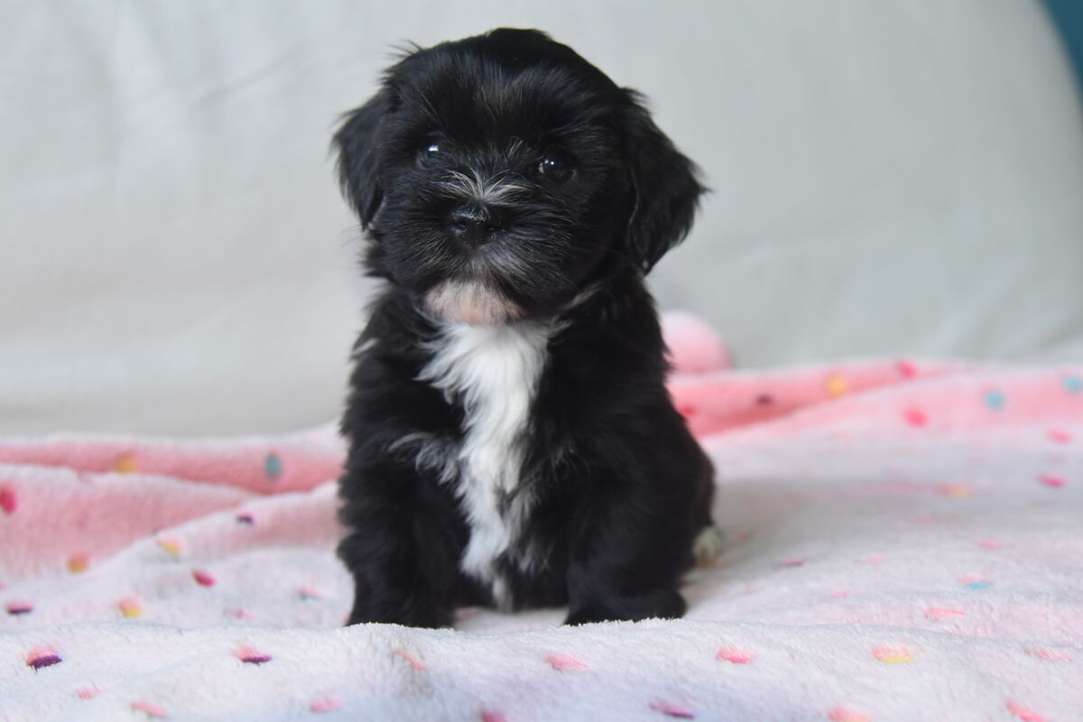 Où trouver bichon havanais