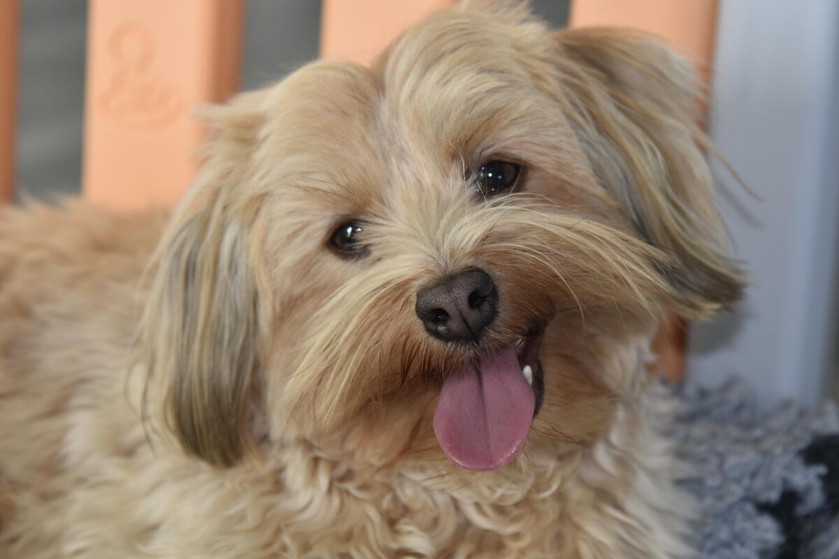 Havana Bichon