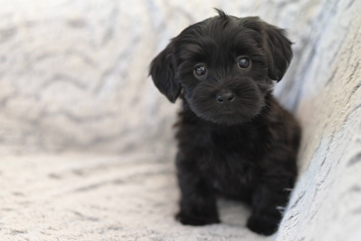 Bichon Havanais noir