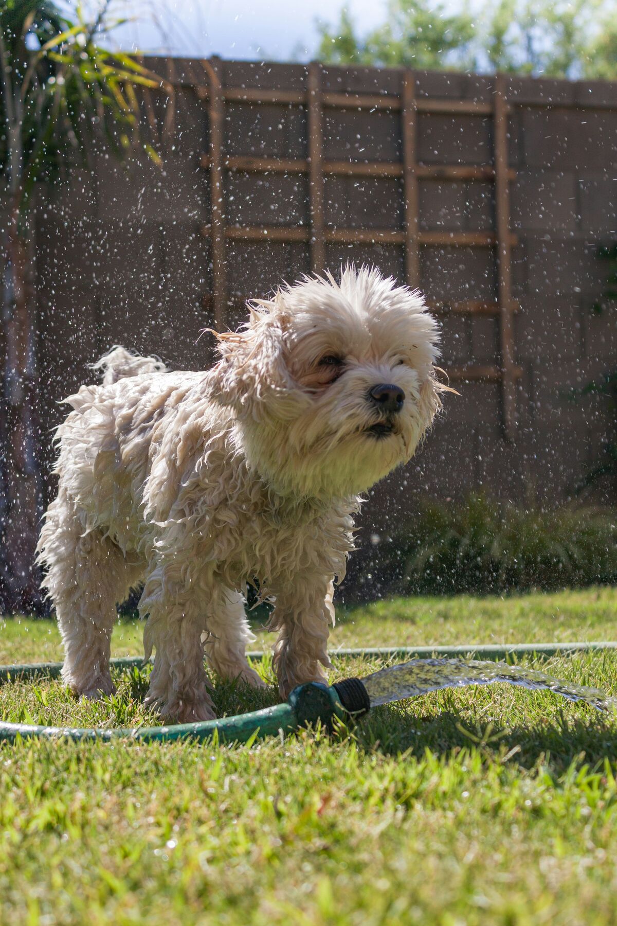 Toiletter bichon havanais